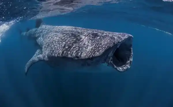 whale-shark-near-isla-mujeres-mexico